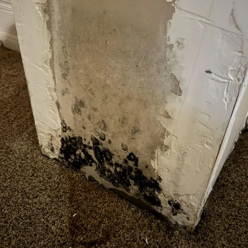 Professional Mold Removal in Alexander County, IL